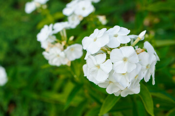 Summer phlox plant with white flowers on green nature blurred background. Phlox paniculata. Copy space on the left.