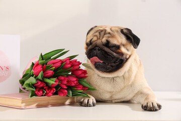 Cute pug dog with tulips and book on white background. International Women's Day celebration