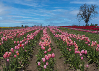 Field of Tulips