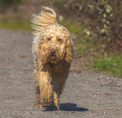 Golden Doodle Walking Off Leash - Oregon