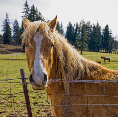 Palomino Looking