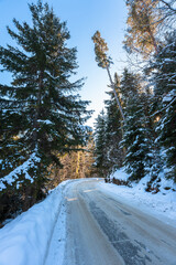 Obraz premium A Path Through a Winter Fir Forest