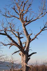 dead tree in winter