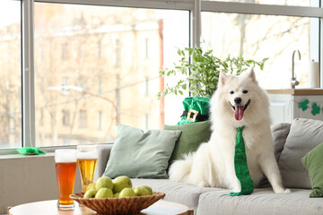 Cute Samoyed dog with green necktie sitting on sofa at home. St. Patrick's Day celebration