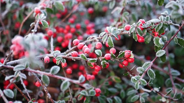 Entire Leaved Cotoneaster Integrifolius Ornamental Shrub with Red Berries Fruits Covered in Hoarfrost on Cold Chilly Morning