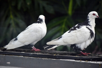 Two white pigeons perching on the wall fence