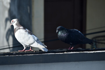 White and black pigeons perching on the wall fence