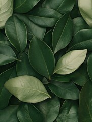 Obraz premium Textured arrangement of lush green leaves showcasing diverse shades and shapes in a natural setting