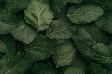 Fototapeta premium Lush green leaves of various shapes and sizes laid out in a natural arrangement on a dark surface