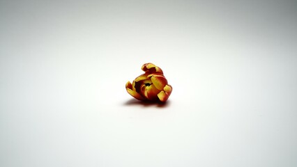 Single tulip with delicate petals showcased on a clean white background. A simple yet elegant image capturing the fresh beauty and graceful shape of this classic spring flower.

