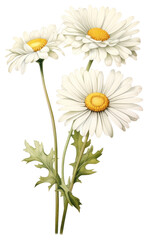 Fototapeta premium PNG White Daisy branch daisies daisy illustration.