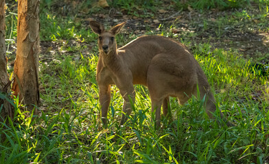 Eastern grey kangaroo ears pricked up and being alert at the Gold Coast, Australia.
