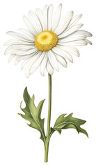 PNG Daisy branch daisy illustration botanical.