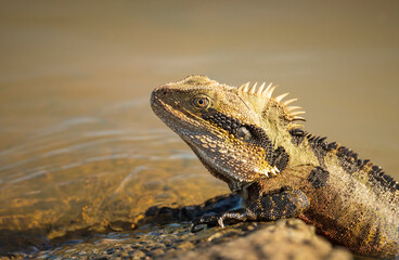 Eastern Water Dragon (Intellagama lesueurii) sunbathing on the waters edge.