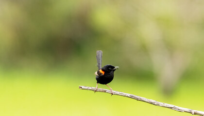 Red-backed Fairy-wren (Malurus melanocephalus) perched with a isolated background, at the Gold Coast, Queensland, Australia.