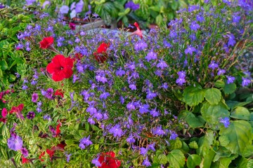 Mix of colorful flowers on landscaped garden flower bed. Vivid bright summer flower display with red and purple petunias and blue lobelia. Edging Lobelia or Lobelia erinus in garden