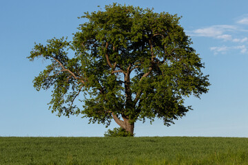 Saftiger reifer schöner starker Baum