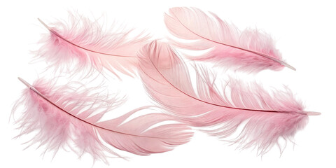 pink feather isolated on transparent background PNG high quality 