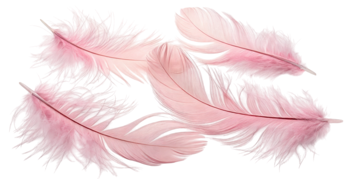 pink feather isolated on transparent background PNG high quality 
