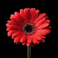 Single Red Flower with Seeds