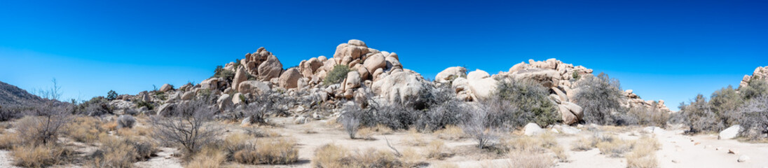 Panorama Landscape of Joshua Tree National Park with clear skies and rocky backdrop 
