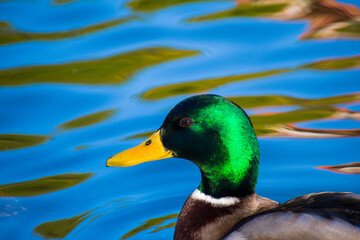 Patos en la laguna del parque