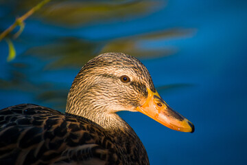 Patos en la laguna del parque