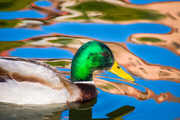 Patos en la laguna del parque
