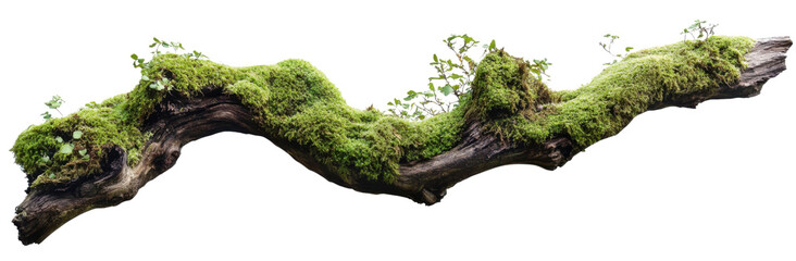 Mossy branch on a transparent background, showcasing vibrant green moss and small plants growing on weathered wood, ideal for nature and environmental concepts