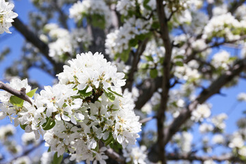 Cherry blossoms over blurred background. Closeup