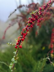 red berries on a bush