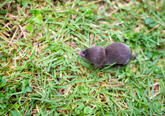 A North American Least Shrew in the grass
