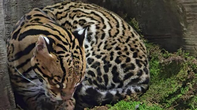 footage of a beautiful bobcat licking its paws at the Dallas World Aquarium in Dallas Texas USA