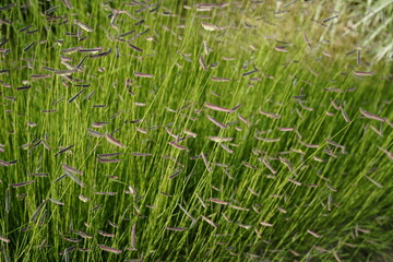 image of mosquito grass (bouteloua gracilis) during summertime