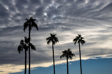 storm clouds with palm trees