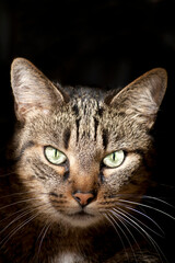 Getigerte Katze schaut frontal in die Kamera. Studio Aufnahme einer Hauskatze mit dunklem...