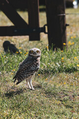 It is a species of strigiformes bird in the family Strigidae