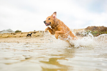 Happy Golden Retriever dog jumping into water playing fetch at the beach with big smile