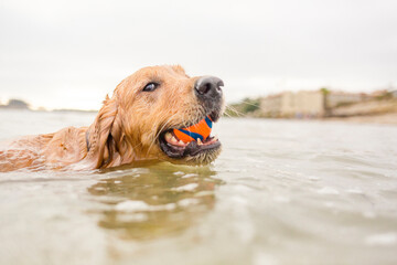 Golden Retriever dog playing fetch with orange ball in the water at a lake looking at camera ball in mouth