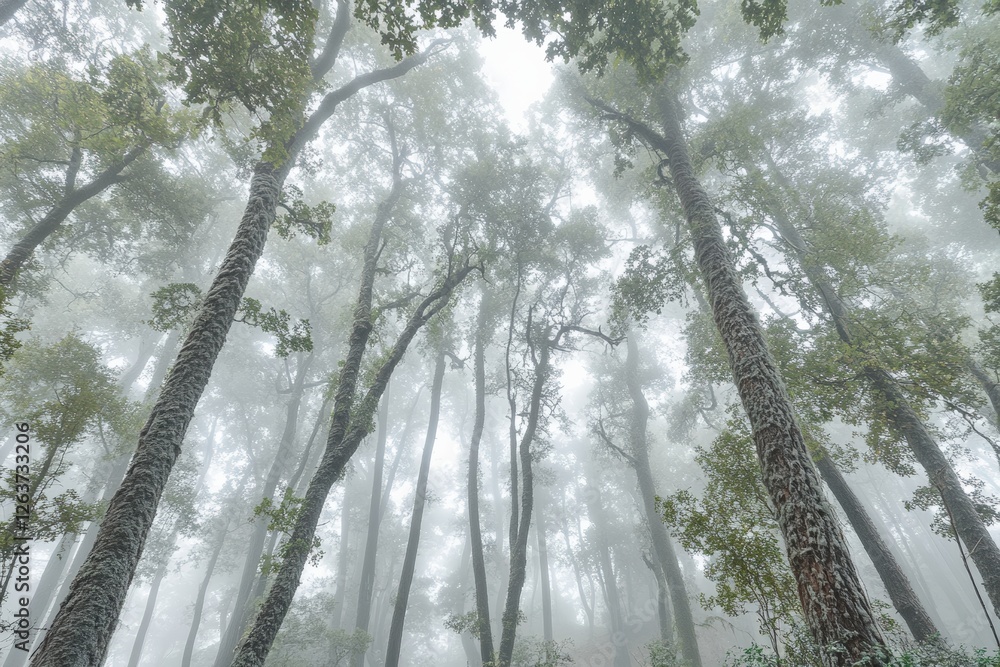 Poster misty forest with tall trees creating a serene and tranquil atmosphere