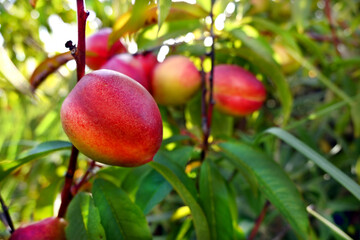 ÁRBOL FRUTAL DE DURAZNO NATURAL ORGÁNICO