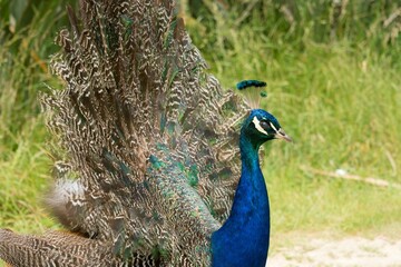 Closeup on the Blue Peacock – Stunning Details of a Vibrant Bird