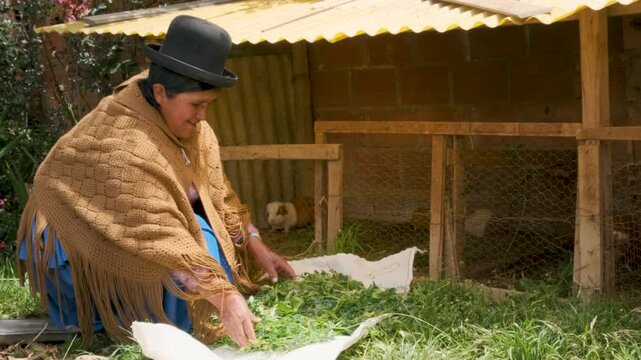 elderly aymara woman in skirt feeding her guinea pig with herbs in the backyard of her house - concept of older adults