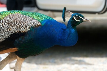 Blue Peacock's Head
