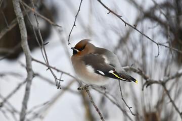 The waxwing bird (lat. Bombycilla garrulus) sits on a tree branch. A bright and very colorful male with a crest on his head. Frosty winter day. Against a background of snow and bushes.
