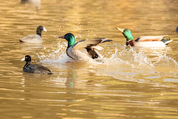 Mallard duck at Lindo Lake Park Lakeside California 