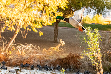 Mallard duck flying into pond San Diego California 2024