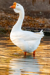 Chinese Goose at Lindo Lake Park Lakeside California 
