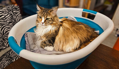 Katze im Wäschekorb