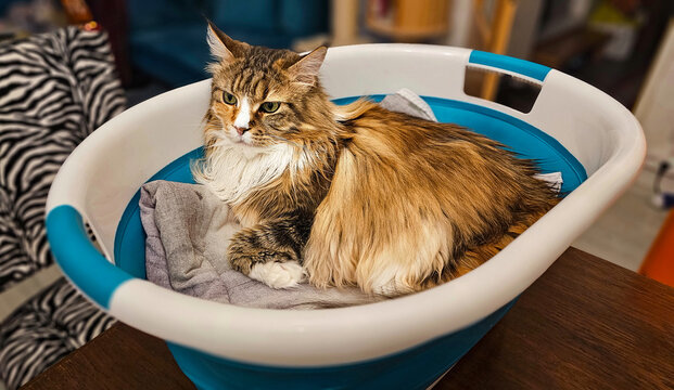 Katze im W&auml;schekorb